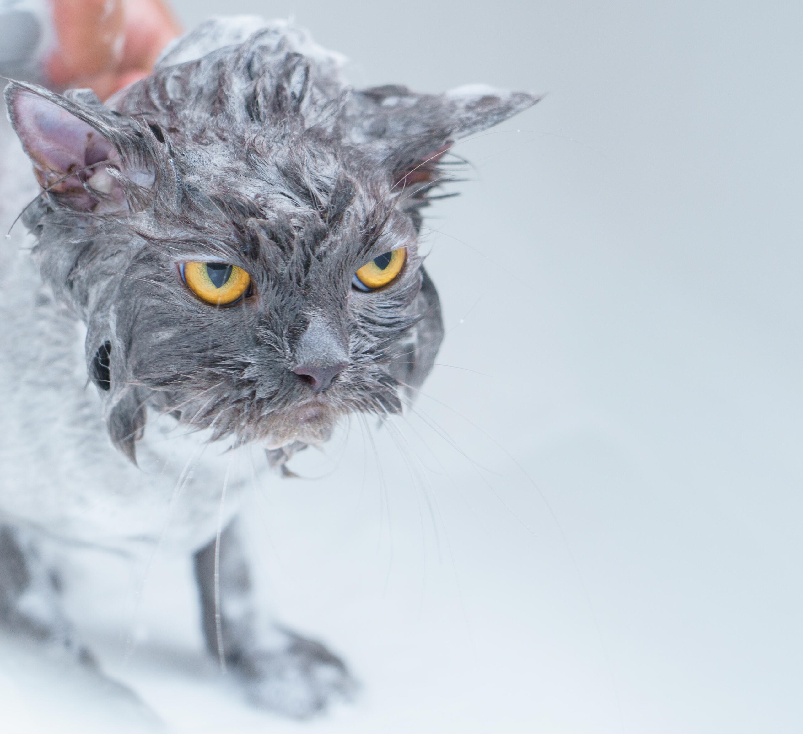 Eine Katze mit gelben Augen wird eingeschäumt und schaut unzufrieden.