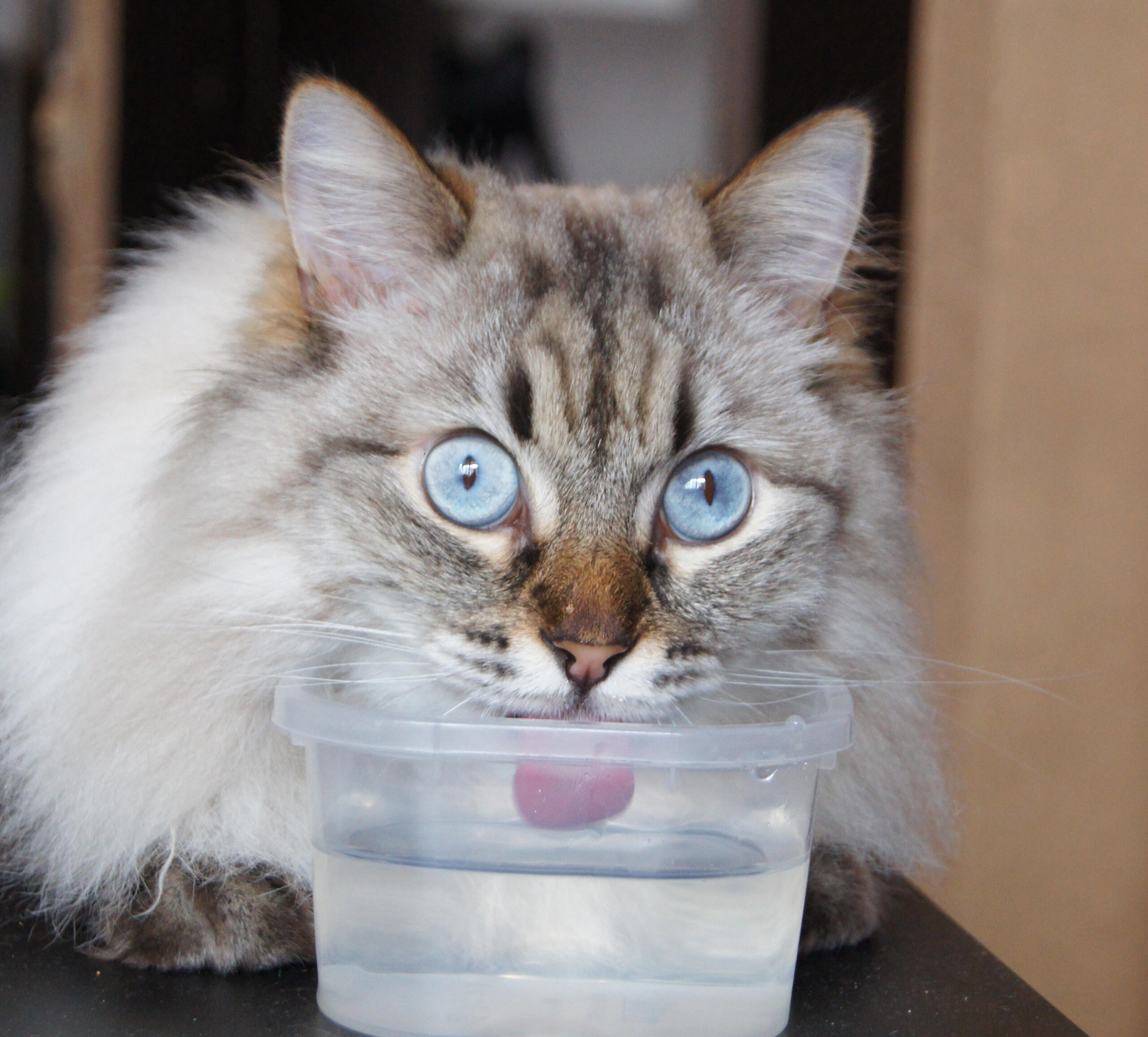 Eine blauäugige Katze trink Wasser aus einer Plastikschale.