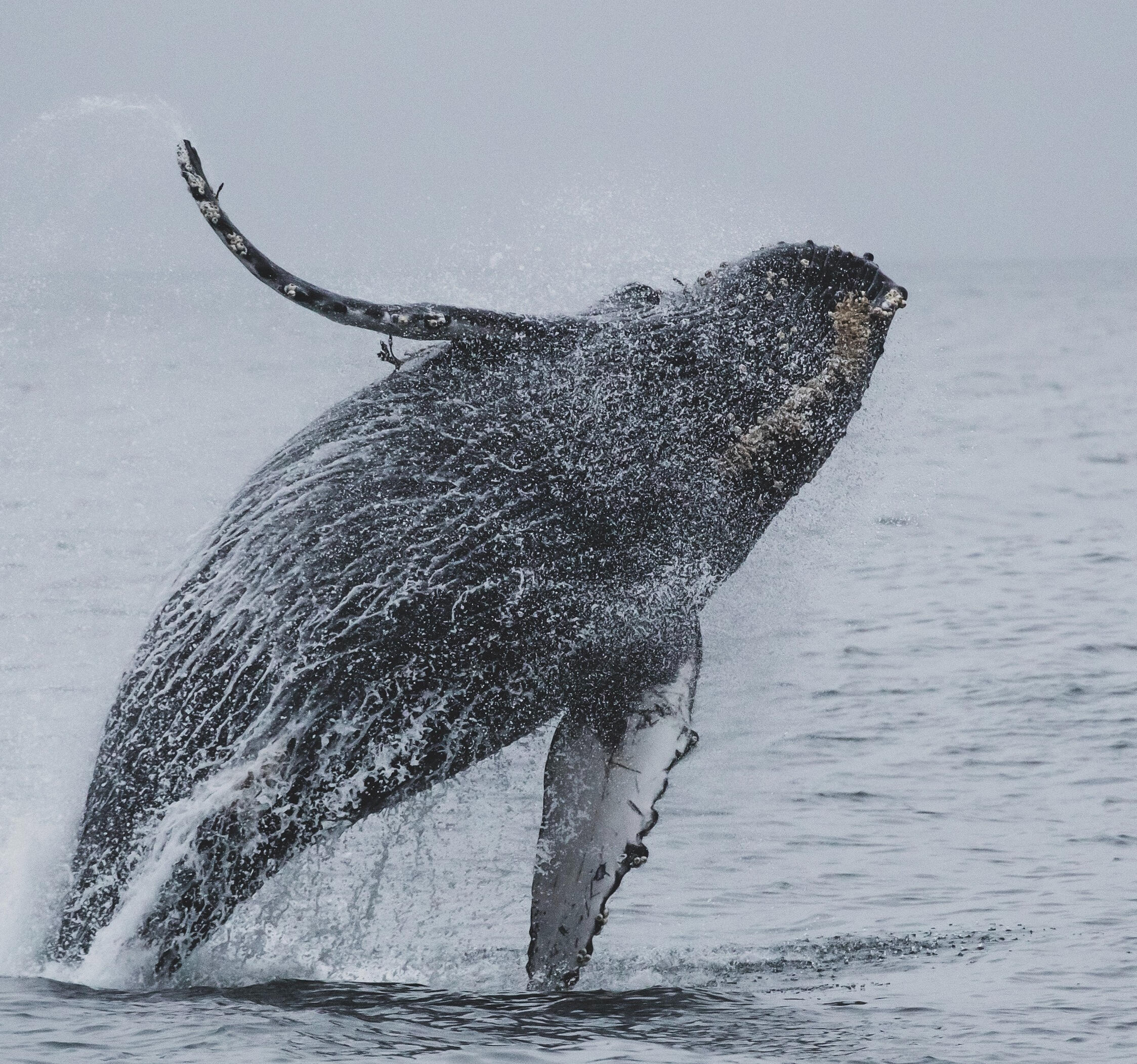 Ein Walfisch erhebt sich schwerfällig aus dem Meer.