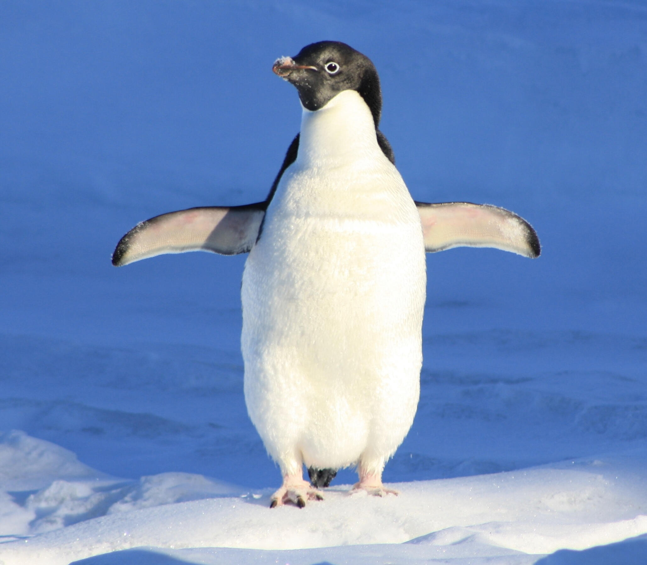 Ein Pinguin streckt seine Flügel aus.