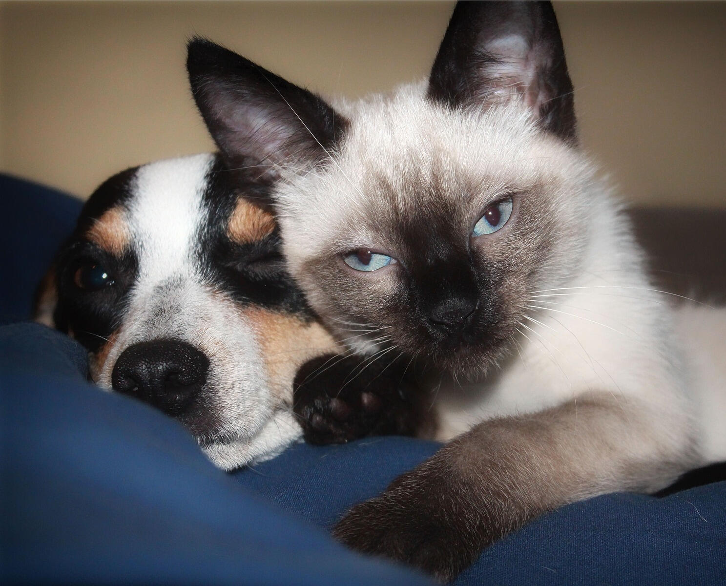 Ein Hund und eine Katze schauen schmusend in die Kamera.
