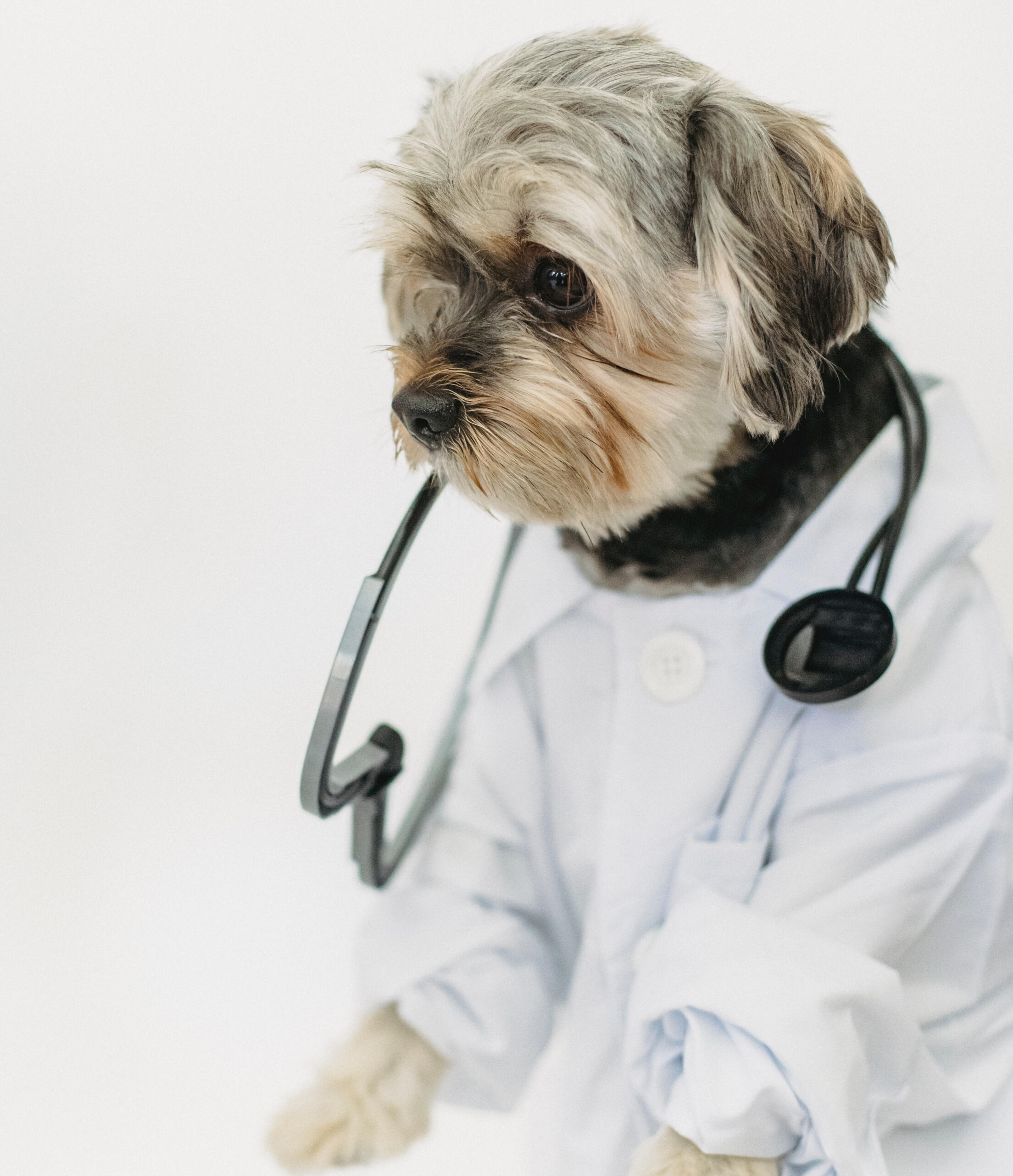 Ein Hund mit Arztkittel und Stethoskop.