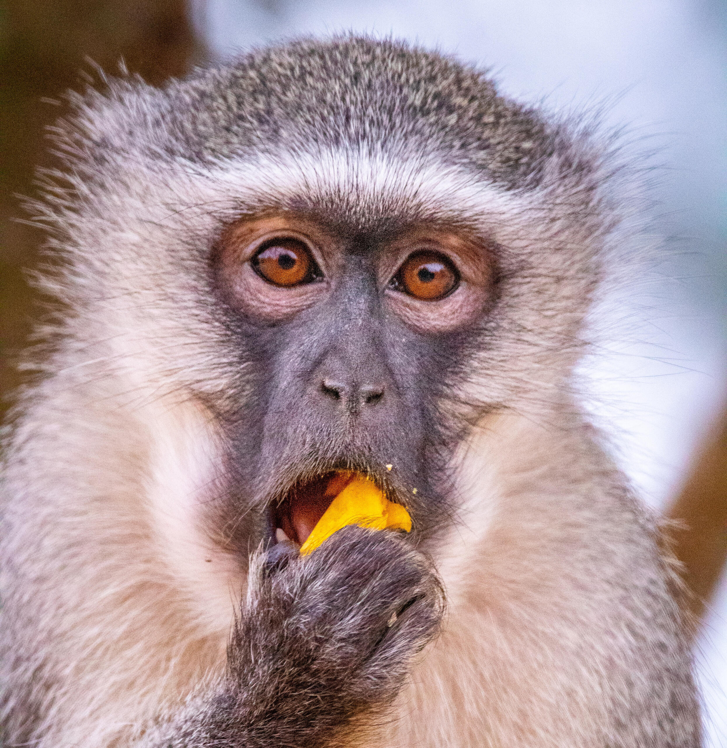 Ein Affe isst ein Stück Mango.