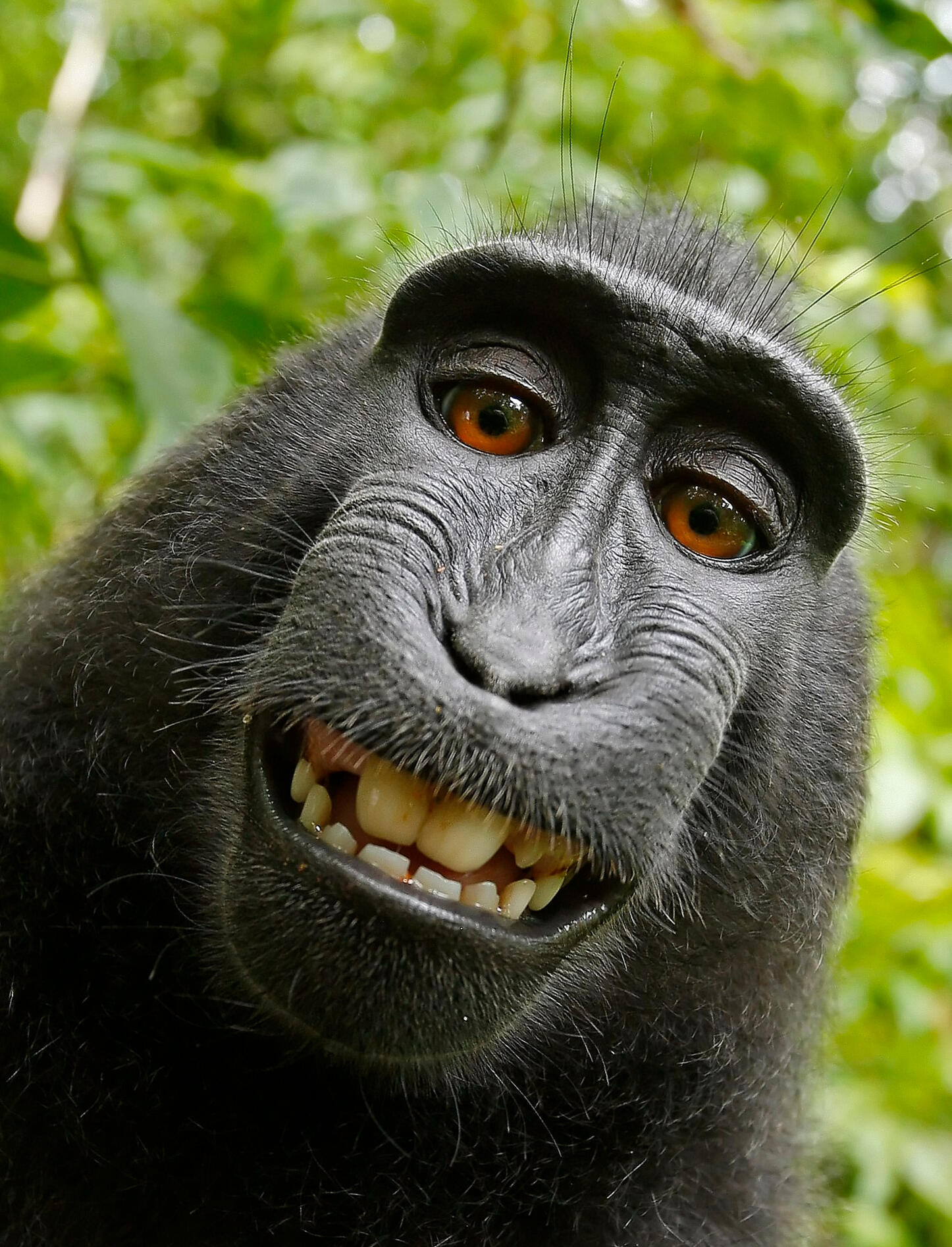 Selfie eines Schopfaffen.